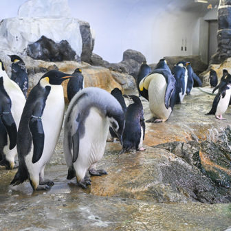 エンペラーペンギンの赤ちゃん　公開プール練習