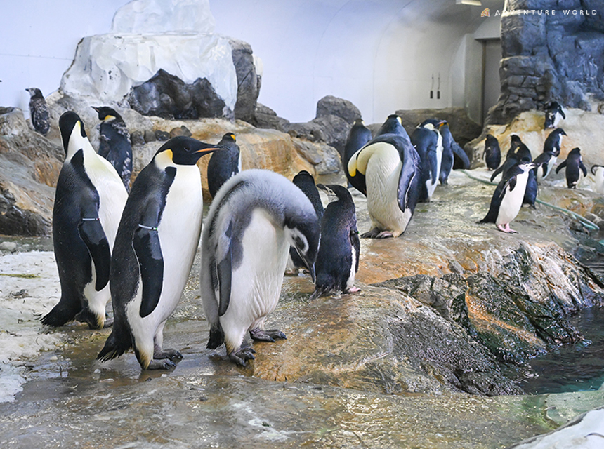 エンペラーペンギンの赤ちゃん　公開プール練習