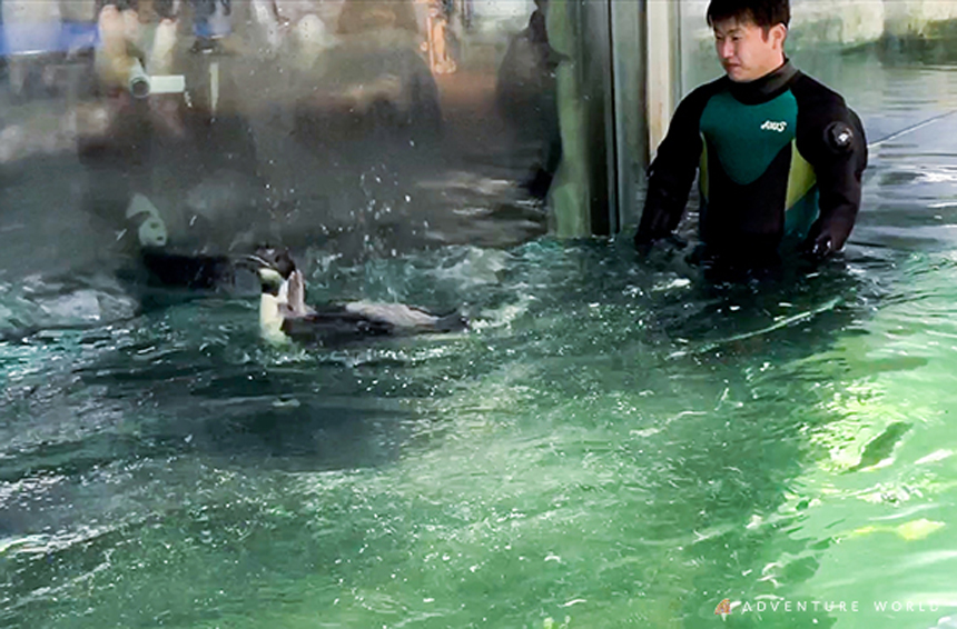 エンペラーペンギンの赤ちゃん　公開プール練習