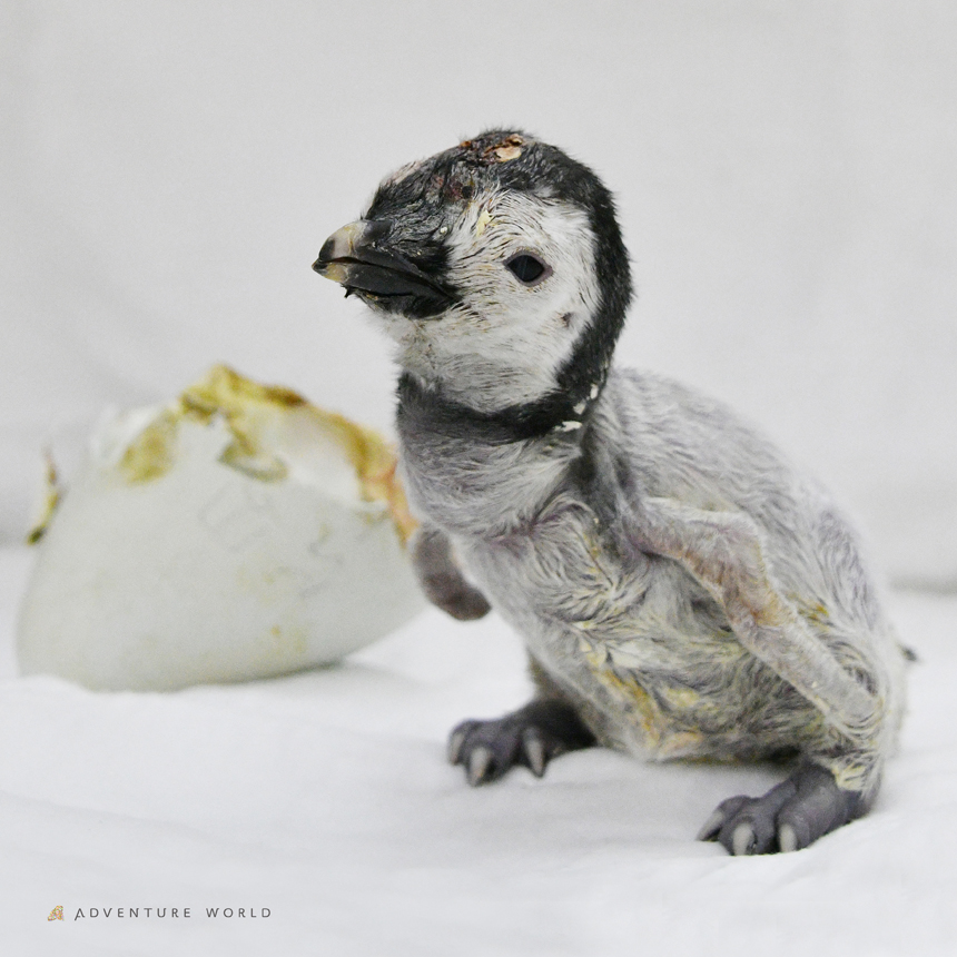 エンペラーペンギンの赤ちゃん　公開プール練習