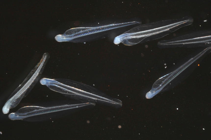 えのすいで発見!!たまごっちと海のなかまたち!