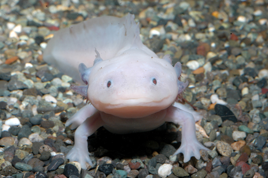 えのすいで発見!!たまごっちと海のなかまたち!