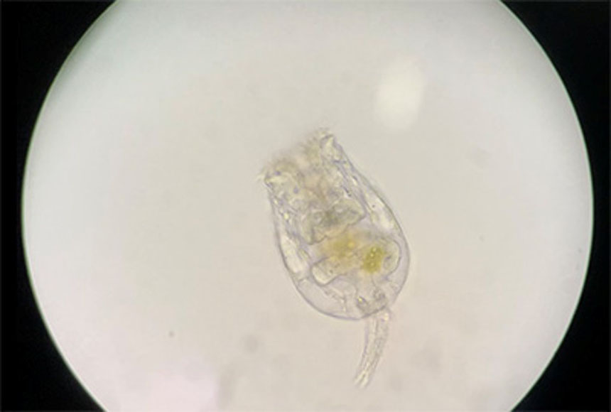 えのすいで発見!!たまごっちと海のなかまたち!