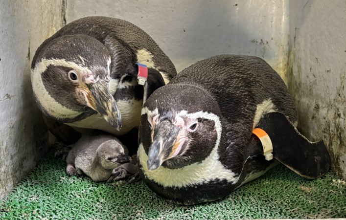 えのすいで発見!!たまごっちと海のなかまたち!