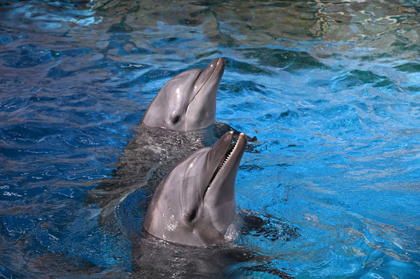 えのすいで発見!!たまごっちと海のなかまたち!