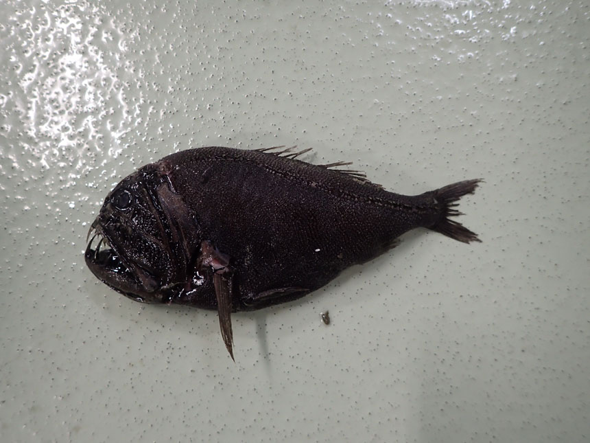 プレミアムナイトイベント 深海ナイト水族館 ～ディープな魚の知識を味わう特別な夜～