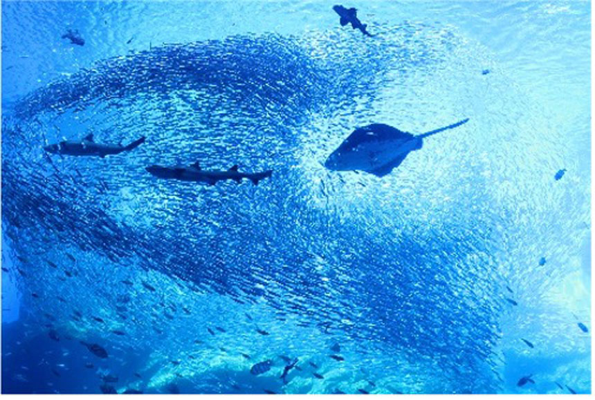 プレミアムナイトイベント 深海ナイト水族館 ～ディープな魚の知識を味わう特別な夜～