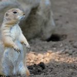 江戸川区自然動物園