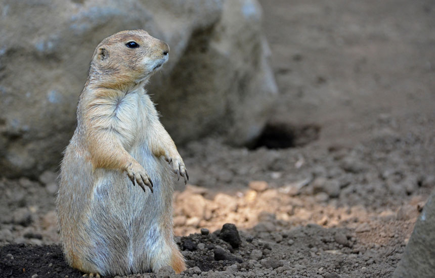 江戸川区自然動物園