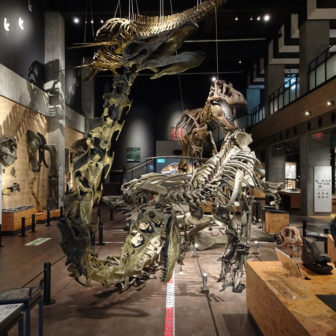 福岡空港発 天草エアラインで行く！天草・御所浦恐竜の島博物館 日帰りツアー