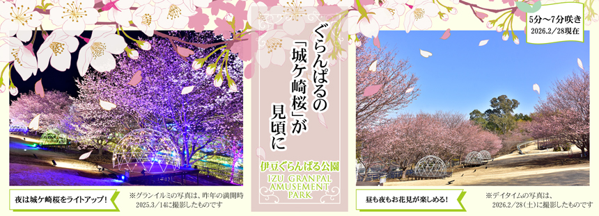 伊豆ぐらんぱる公園 城ケ崎桜