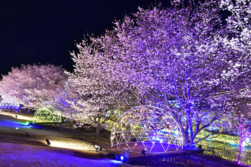 伊豆ぐらんぱる公園 城ケ崎桜
