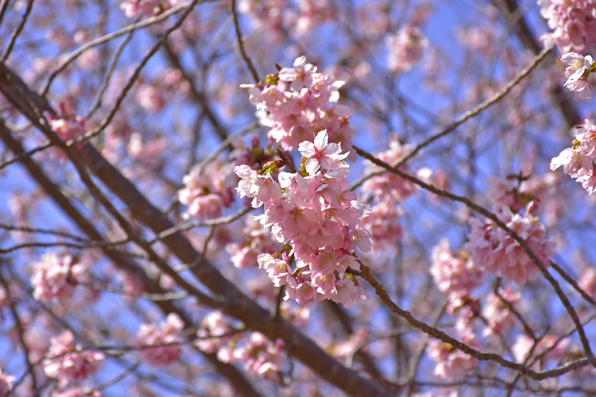 伊豆ぐらんぱる公園 城ケ崎桜