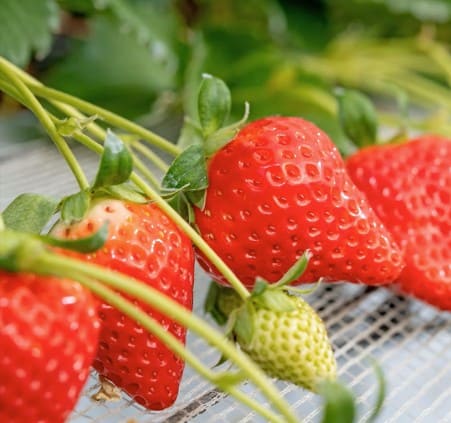 道の駅ローズマリー公園 はなまる市場「はなまるいちごまつり」