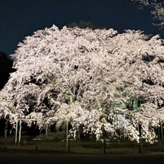 春夜の六義園 夜間特別観賞