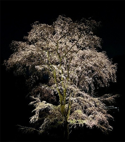 春夜の六義園 夜間特別観賞