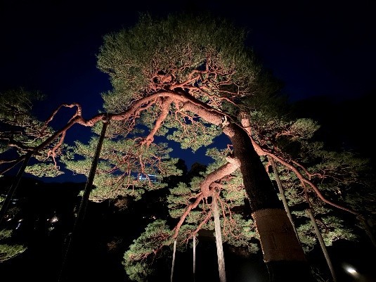 春夜の六義園 夜間特別観賞