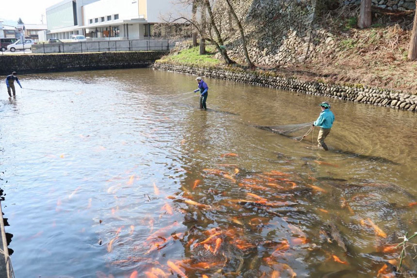 瀬戸川の鯉の引っ越し