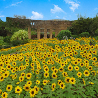 海洋博美ら海GWスペシャル