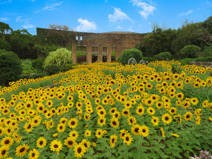海洋博美ら海GWスペシャル