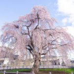 法亀寺しだれ桜