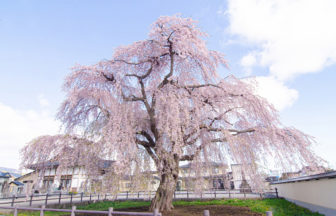 法亀寺しだれ桜