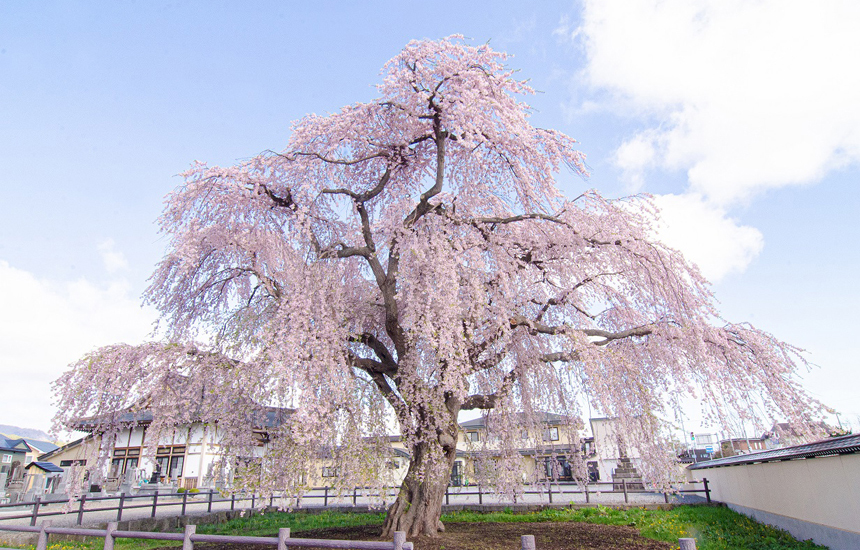 法亀寺しだれ桜