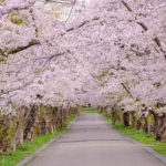 松前藩戸切地陣屋跡桜並木トンネル