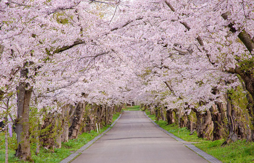 松前藩戸切地陣屋跡桜並木トンネル