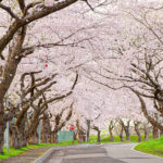 大野川沿い桜並木