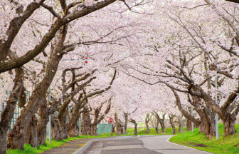 大野川沿い桜並木