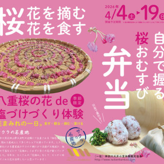 八重桜の花de塩漬けづくり体験