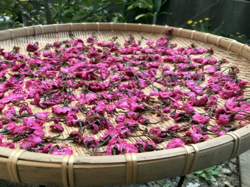 八重桜の花de塩漬けづくり体験